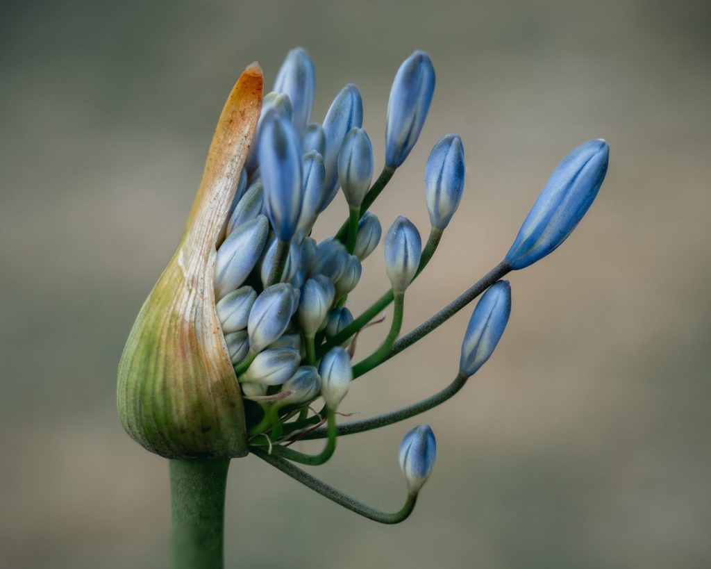 flor azul